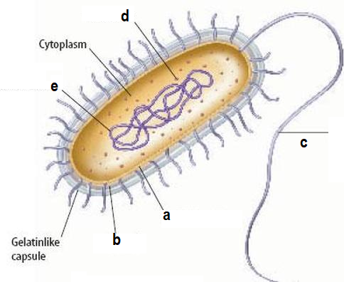 <p>which contains the cell’s DNA?</p>