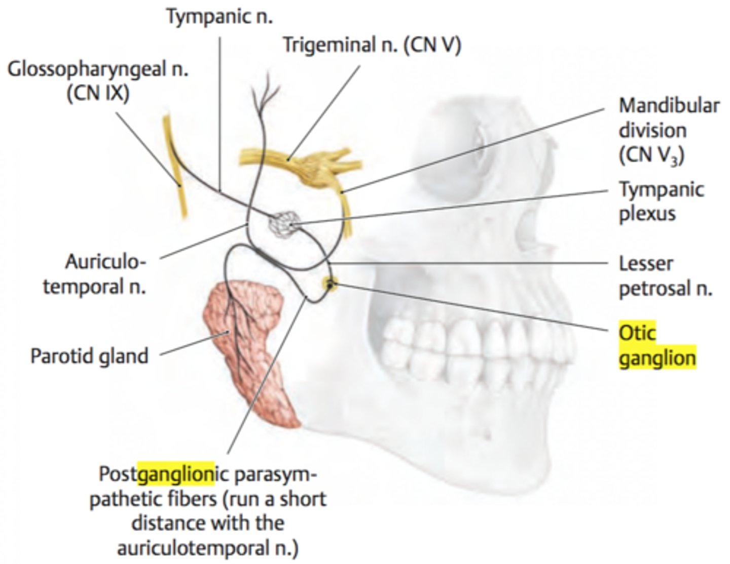 <p>Largest salivary gland, innervated by CN IX via auriculotemporal nerve</p><p>Located anteroinferiorly to the ear, between mandibular ramus and mastoid process</p>