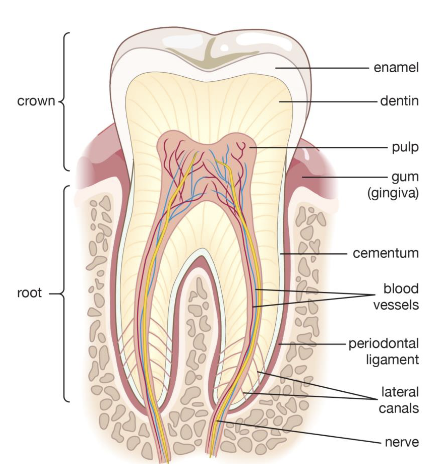 <p>enamel<br>dentin<br>pulp<br>cementum</p>