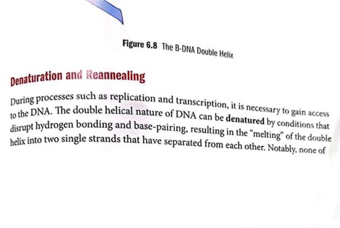 <p>Separation of DNA strands by disrupting hydrogen bonds.</p>