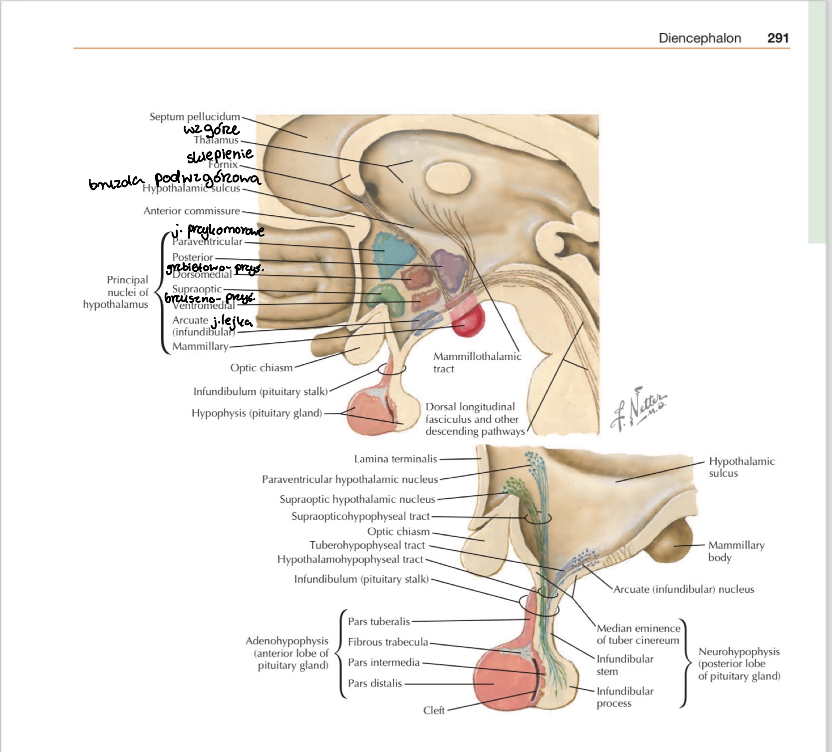 <ul><li><p>j. nadwzrokowe (supraoptic nucleus) » produkuje ADH</p></li><li><p>j. przykomorowe (paraventricular nucleus) » produkuje okscytocynę</p></li><li><p>j. skrzyżowania </p></li></ul>