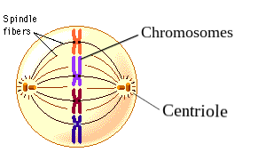 <p>a protein structure that helps divide the chromosomes by pulling them to opposite ends</p>