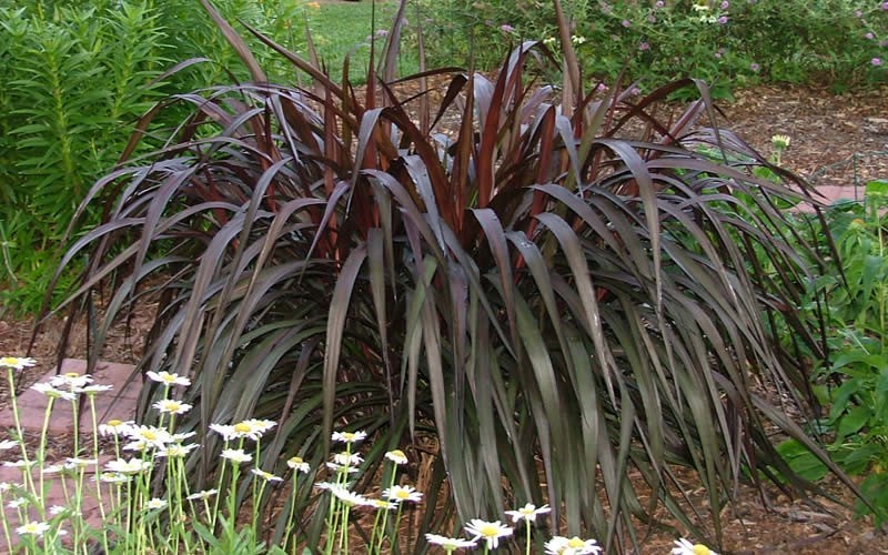 <p>purple foliage cultivar, flat linear leaves, hairy at base, prominent midribs</p>