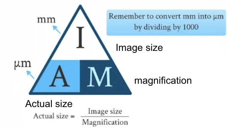 <p>Magnification = image size/actual size = measured length/scale bar length</p>