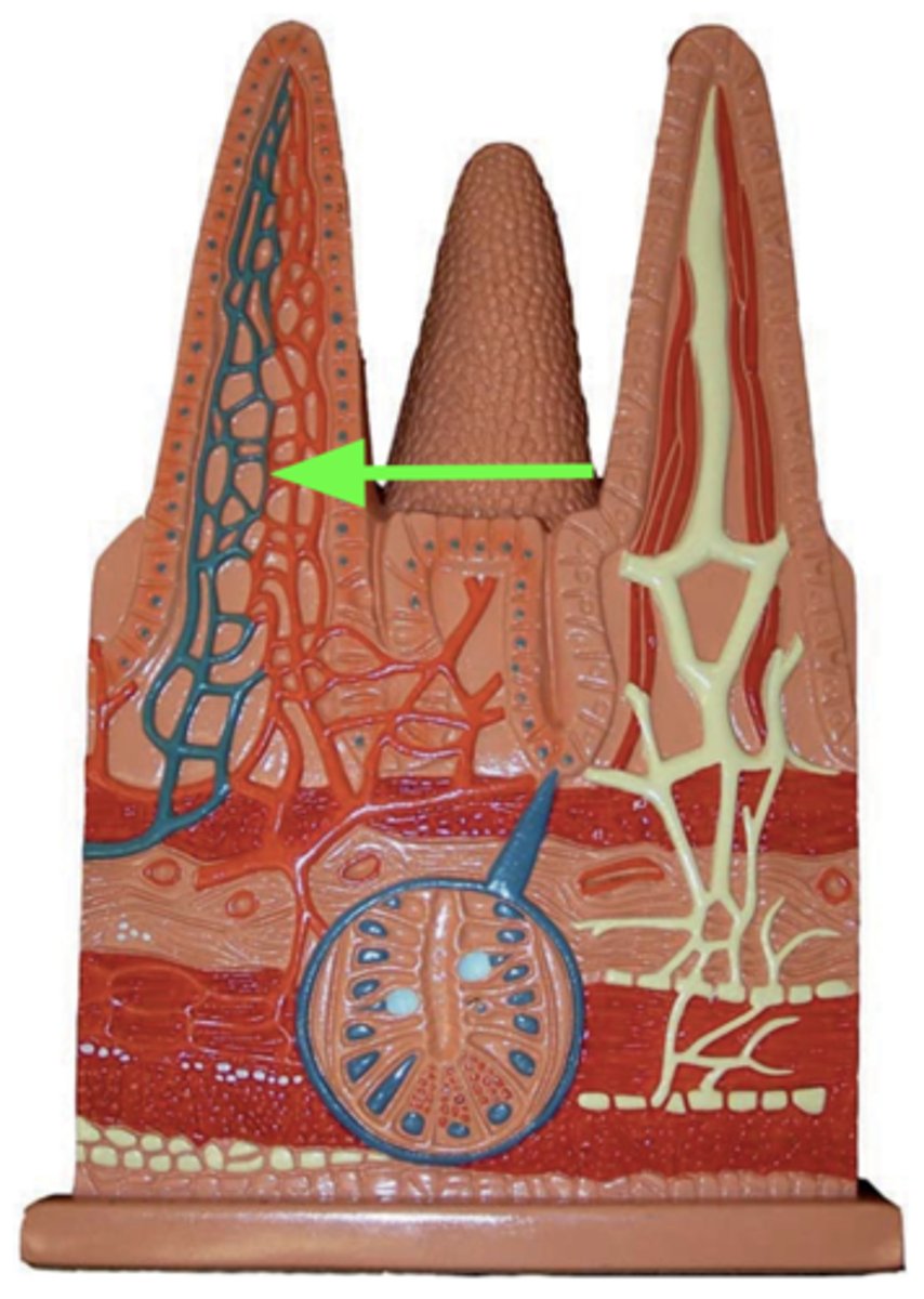 <p>Name this structure</p>