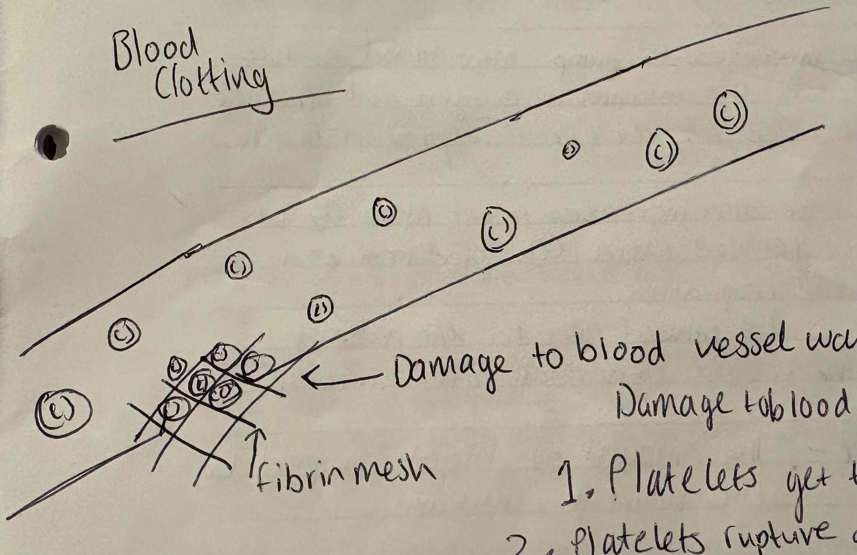 <ol><li><p>Platelets get trapped in damaged fibres</p></li><li><p>Platelets rupture and released thromboplastin</p></li><li><p>Thromboplastin converts soluble fibrinogen into insoluble fibrin</p></li><li><p>Fibrin forms a mesh which traps RBCs</p></li><li><p>This allows the RBCs to form a clot</p></li><li><p>Scab eventually forms and seals the wound</p></li></ol>