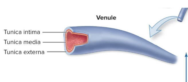 <p>-smallest veins</p><p>-companion vessels to arterioles</p><p>-smallest venules are postcapillary venules</p><p>-large ones have all 3 tunics</p><p>-merge to form veins</p>