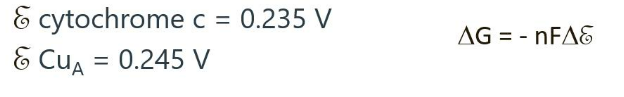 <p><strong>IClicker: </strong>In electron transport, cytochrome c will transfer an electron to (thus reducing) Cu<sub>A</sub> within complex IV.</p><p>What is ΔE? Is this reaction happening spontaneously?</p><p>(A) ΔE = 0.245 V - 0.235 V = 0.010 V, yes</p><p>(B) ΔE = 0.245 V - 0.235 V = 0.010 V, no</p><p>(C) ΔE = 0.235 V - 0.245 V = -0.010 V, yes</p><p>(D) ΔE = 0.235 V - 0.245 V = -0.010 V, no</p>