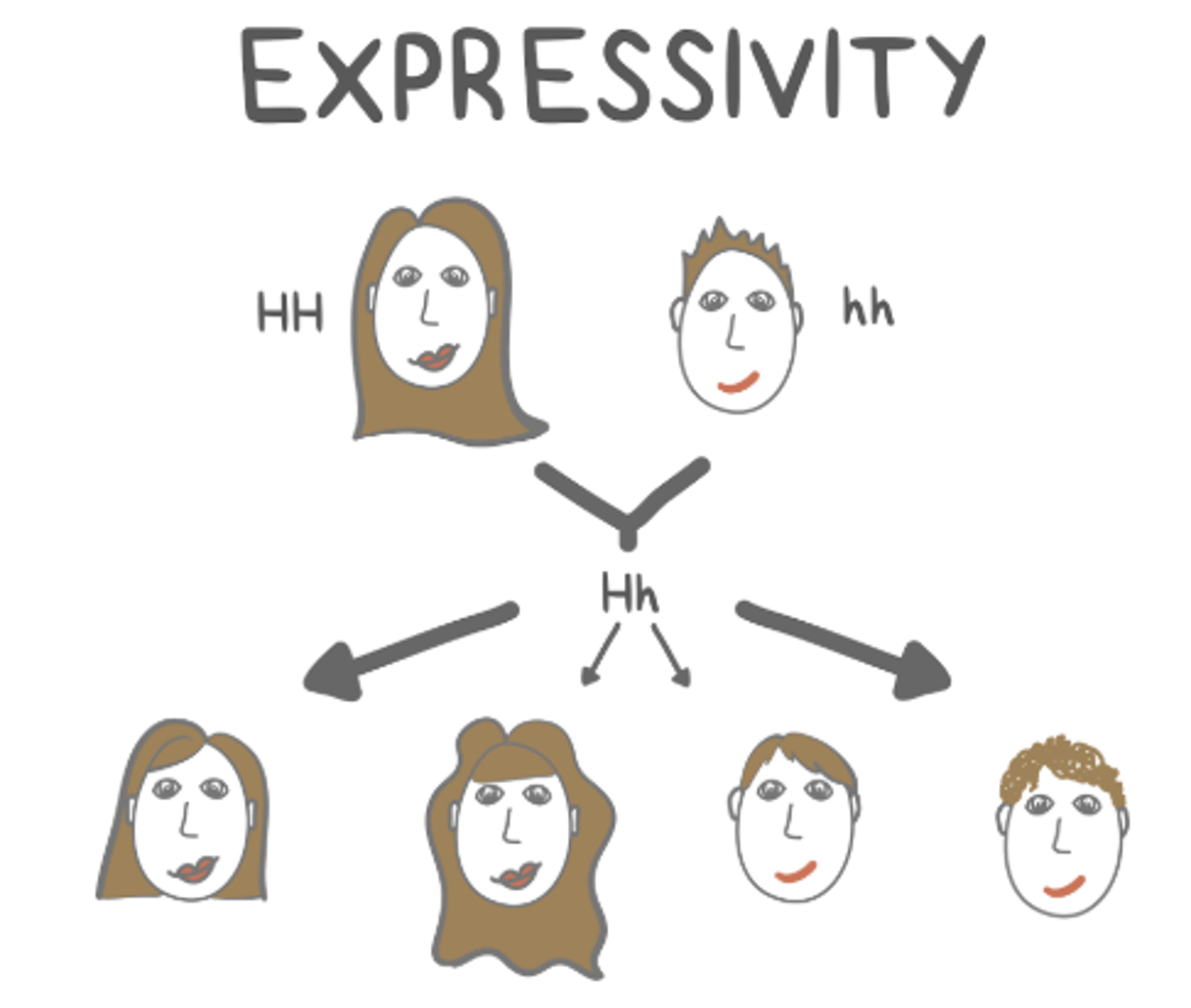 <p>expressivity</p><p>(ex: differences in hairiness despite the same genotype)</p>