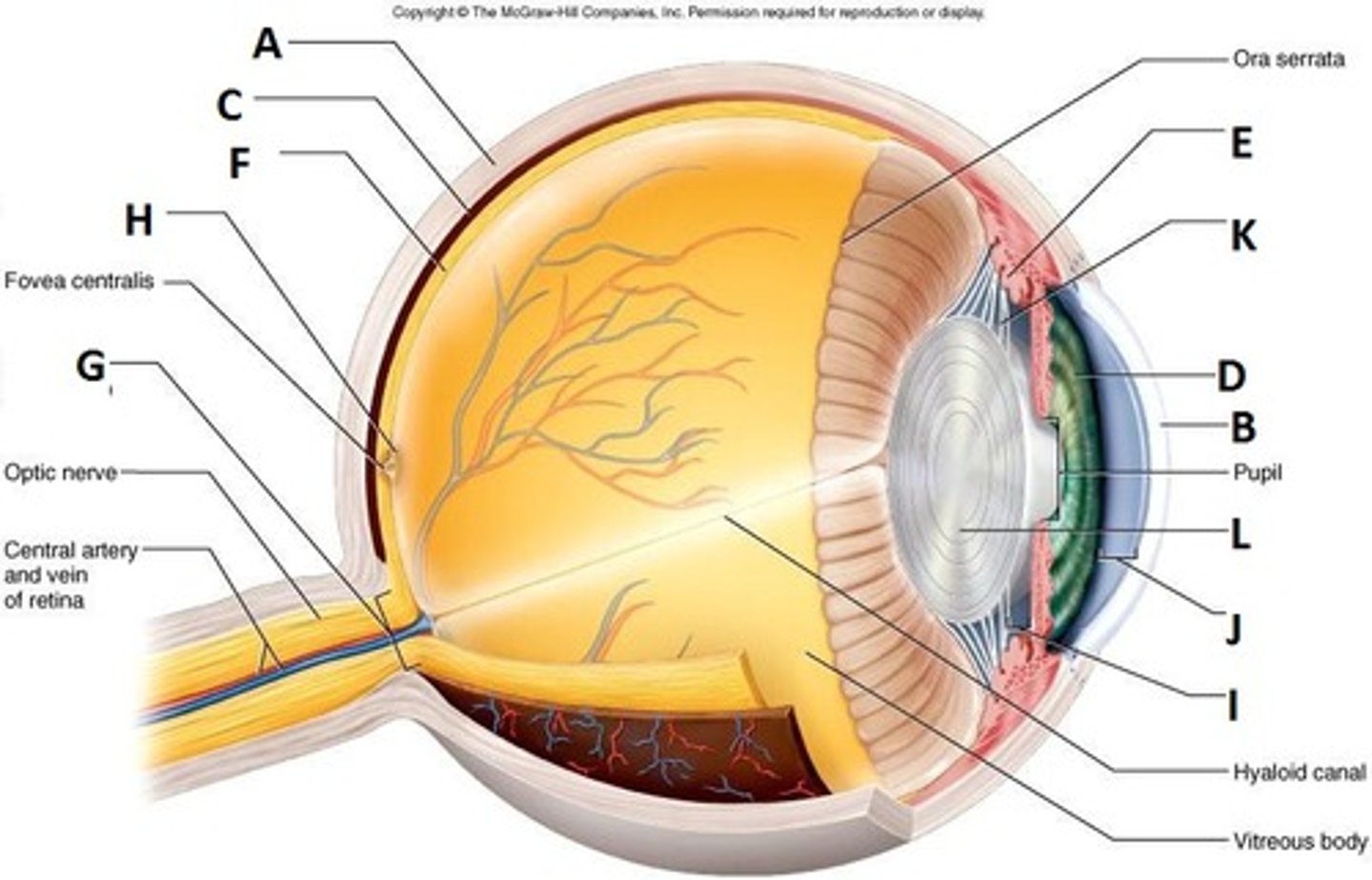 <p>Identify G: (Blind spot)</p>