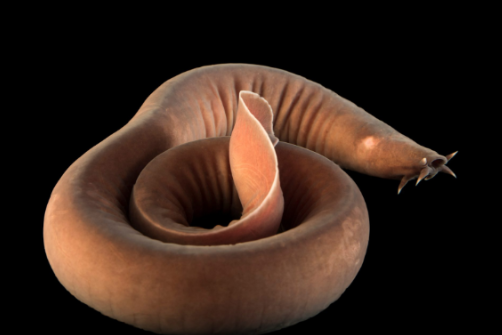 <p>What is the suborder of this specimen?</p>