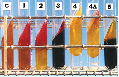 <ol><li><p>No glucose fermentation, not an enteric</p></li><li><p>Glucose fermentation only, only bottom (butt) of tube is yellow, top (slant) is red</p></li><li><p>Glucose fermentation with sulfate reduction, yellow butt with black precipitate (it is hard to see yellow under black)</p></li><li><p>Glucose and Lactose fermentation, the whole tube turned yellow. Gas production caused the media to be raised</p></li></ol><p> 4A. Glucose and Lactose fermentation with slight amino acid deamination, vast majority of tube is yellow, just a little red on slant, also gas produced</p><ol start="5"><li><p>Glucose and Lactose fermentation with sulfate reduction, yellow butt and slant and black precipitate</p></li></ol><p></p>