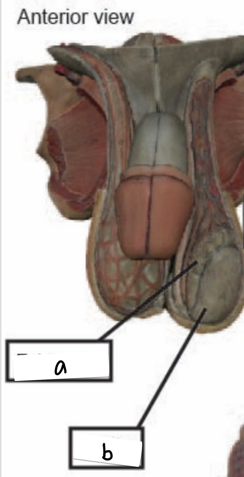 <p>what is labeled b on this anterior view of the male reproductive system?</p>