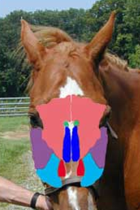 <p>Label the dark blue sinus</p>