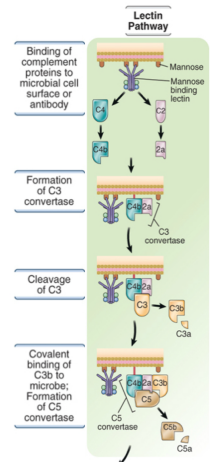 <p>proteases associated with MBL then cleave C4</p><ul><li><p>rest of pathway is identical to classical pathway</p></li></ul><p></p>