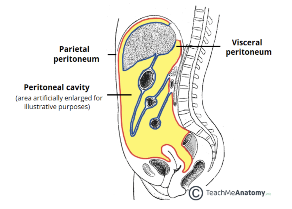 <p>Peritoneum</p>