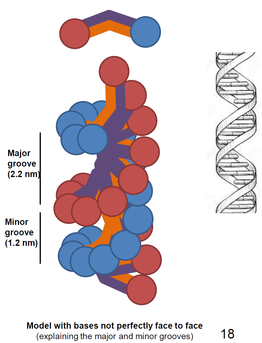 <p>Petit scion : 1,2 nm</p><p>Grand scion : 2,2 nm</p>