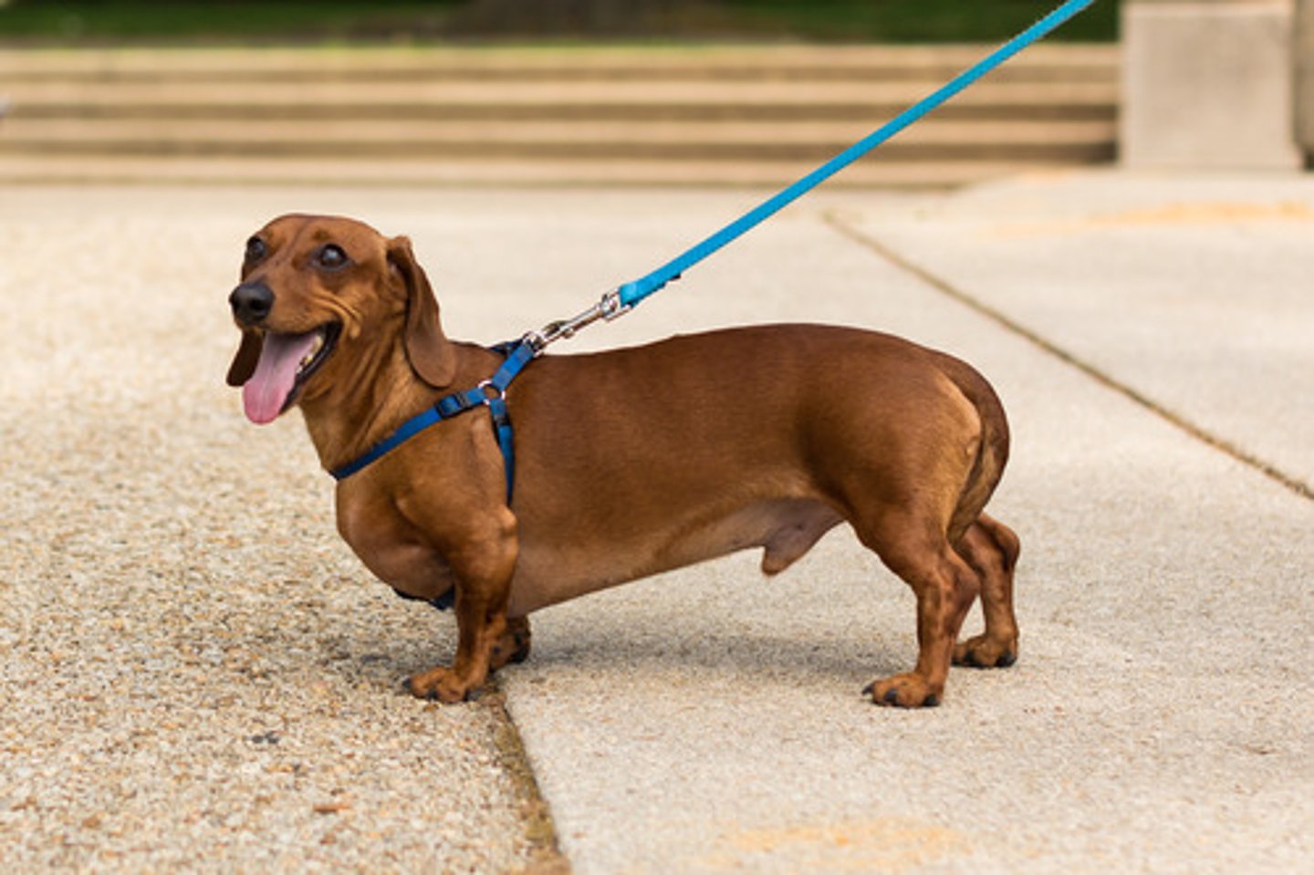 <p>Hound</p>