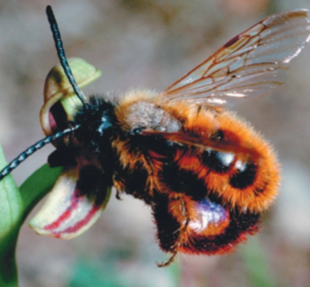 <p>pollinators attract insects without offering a floral reward</p><p>(recall video of flower attracting male by looking like female)</p>