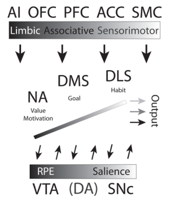 <p>Cognitive/limbic loops interact with the motor loops of the <em>basal ganglia</em>, controlling or interacting with the motor system </p>