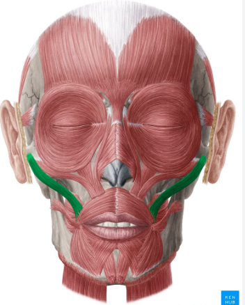 <p>Origin: Zygomatic bone</p><p>Insertion: Orbicularis oris of the upper lip Action: Lifts the corner of the mouth up like a smile.</p>