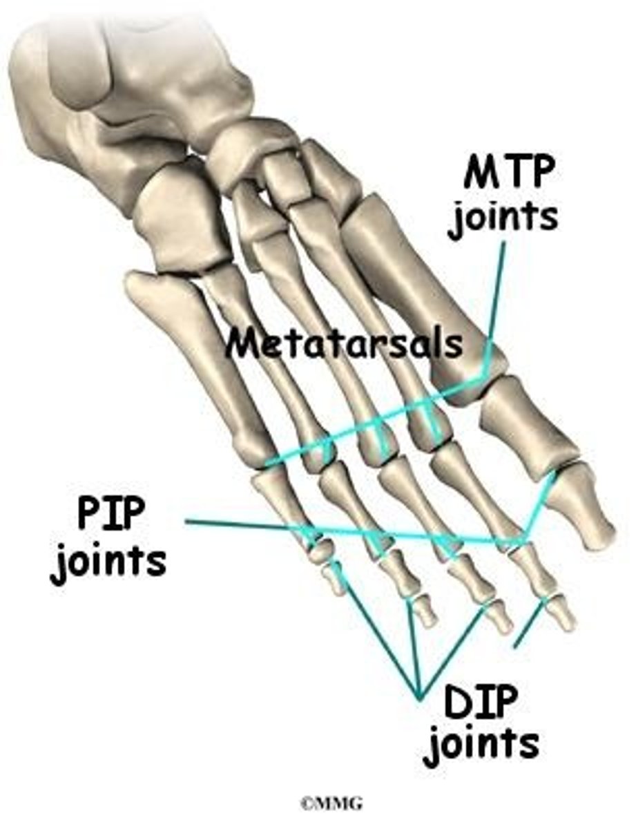 <p>Located in between the metatarsals and the phalanges. There are five metatarsophalangeal joints. These joints allow flexion, extension, abduction and adduction. They are condyloid joints.</p>