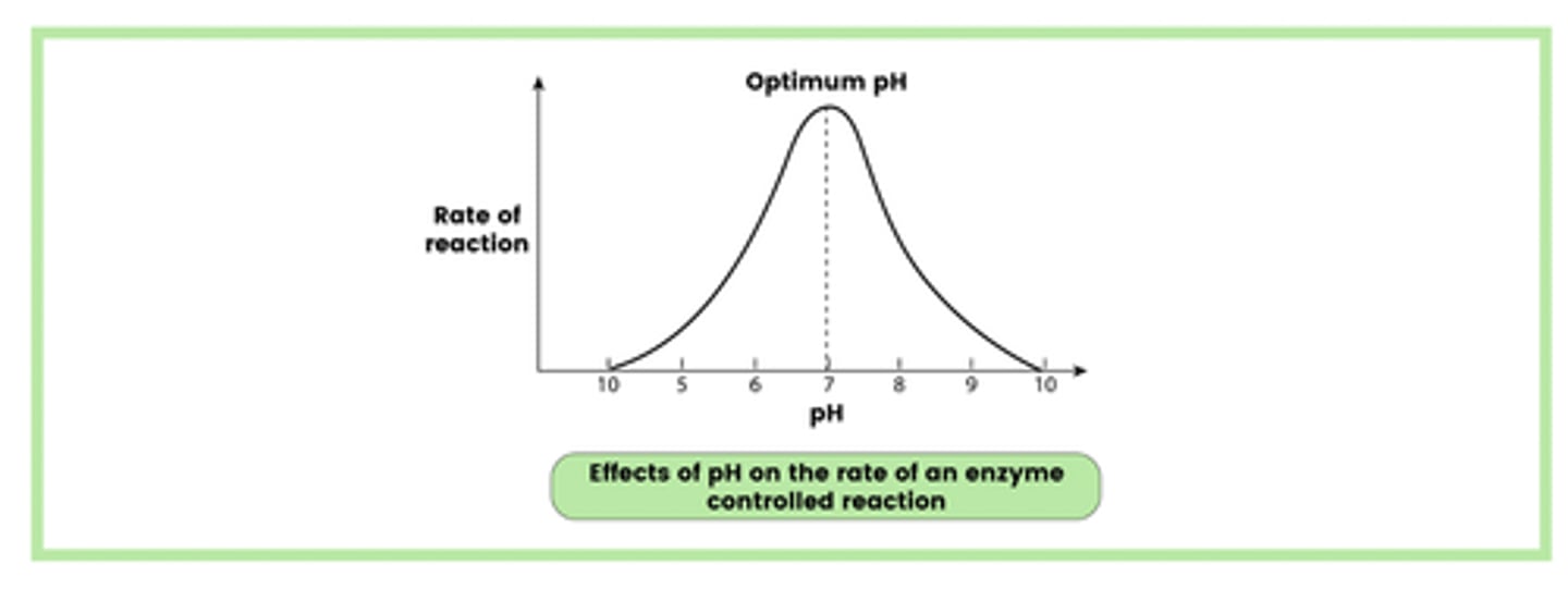 <p>1. A pH very different from the optimum causes denaturation</p><p>2. Changes in pH affect the ionic charges of the acidic and basic groups</p><p>3. Hydrogen and ionic bonds are broken, altering the tertiary structure and, therefore, the shape of the active site.</p>