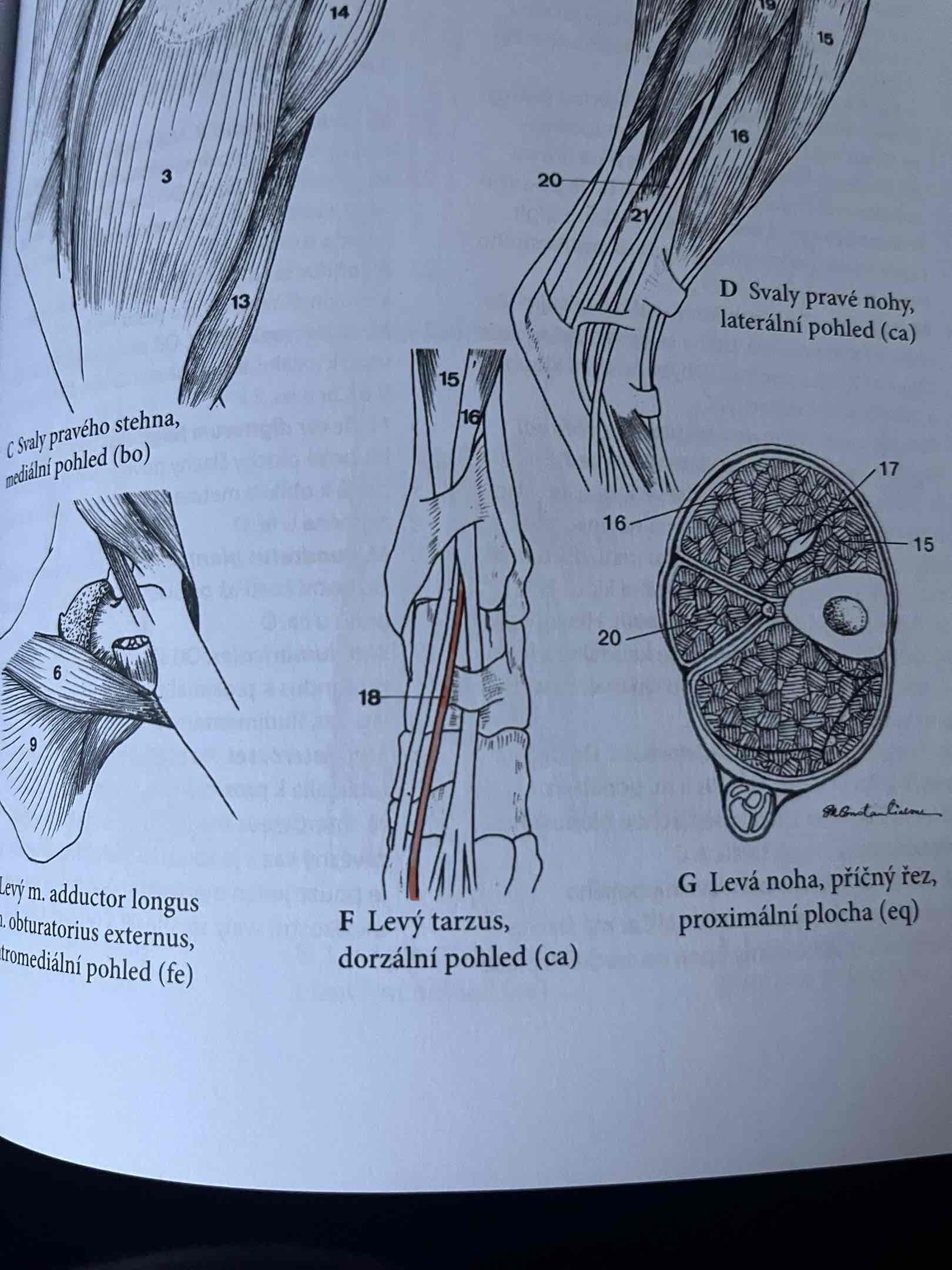 <p>odstup: laterální okraj proximální části tibiae</p><p>úpon: upína se na druhý prst</p><p>funkce: extenze kloubů prvního prstu</p><p>Fe:</p><p>Sval odstupuje od kraniální plochy fibuly a upíná se na os metatarsale V. Funkce svalu je flexe v kloubech tarsu</p><p>č.18</p>