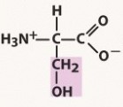 polar, neutral (uncharged) R group
