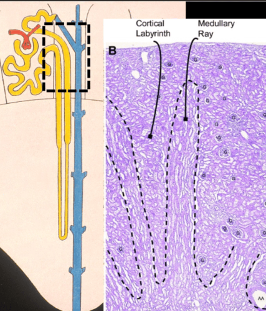 <p>proximal and distal straight tubules</p><p>arched collecting tubules and straight collecting tubules</p>