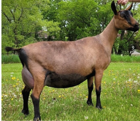 <p>Oberhasli</p><p></p><p><strong>Origin</strong>:&nbsp;Switzerland</p><p><strong>Color</strong>:&nbsp;Chamois = reddish brown body with black on the legs, head, tail, and a black stripe down the back</p><p><strong>Ears</strong>:&nbsp;Upright ears</p><p><strong>Horns</strong>:&nbsp;Horned or Polled</p><p><strong>Traits</strong>:&nbsp;Dairy-production</p>