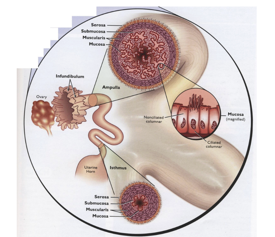 <p>infundibulum, ampulla, ampullary-isthmic junction, isthmus, uterotubal junction</p>