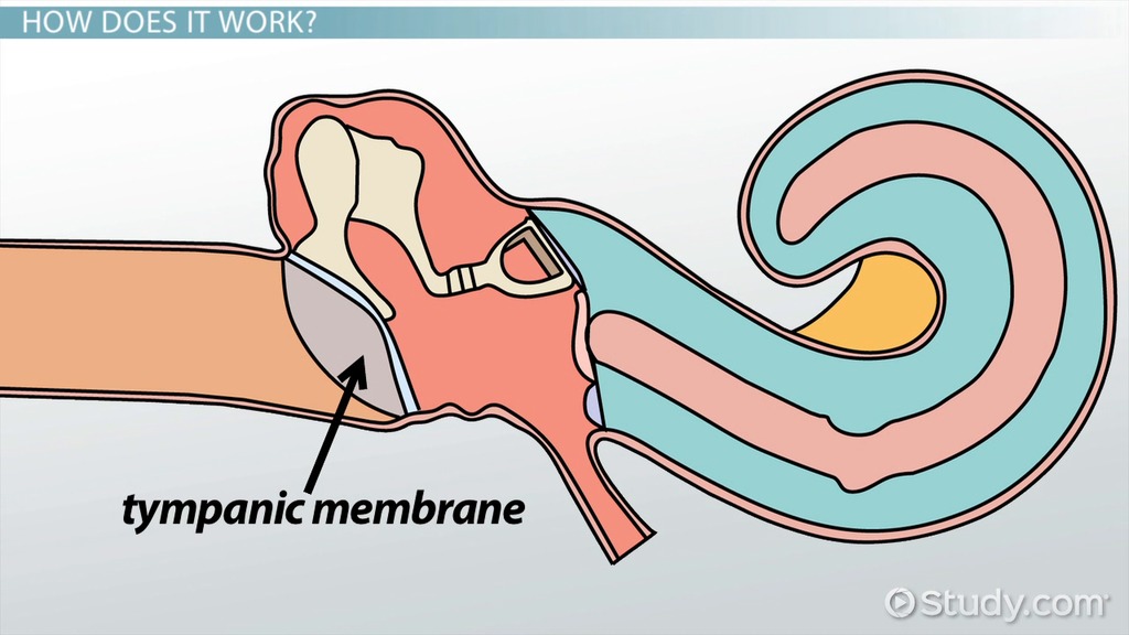 <p><strong><u>Audition (Mod 20)</u></strong></p><p>A thin flap of skin at the end of the ear canal. When sound waves hit the eardrum it creates vibrations that travel through the middle ear to the inner ear. </p>