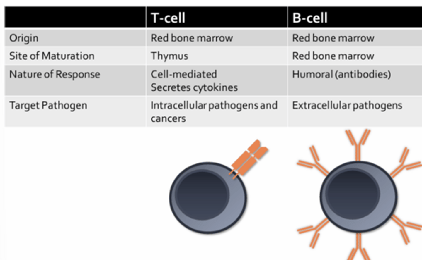 <p>- Adaptive immune response is mediated by B-cells and T-cells</p><p>- Activation of either cell type during an adaptive immune response can lead to damage to host tissues (so activities are tightly regulated)</p>