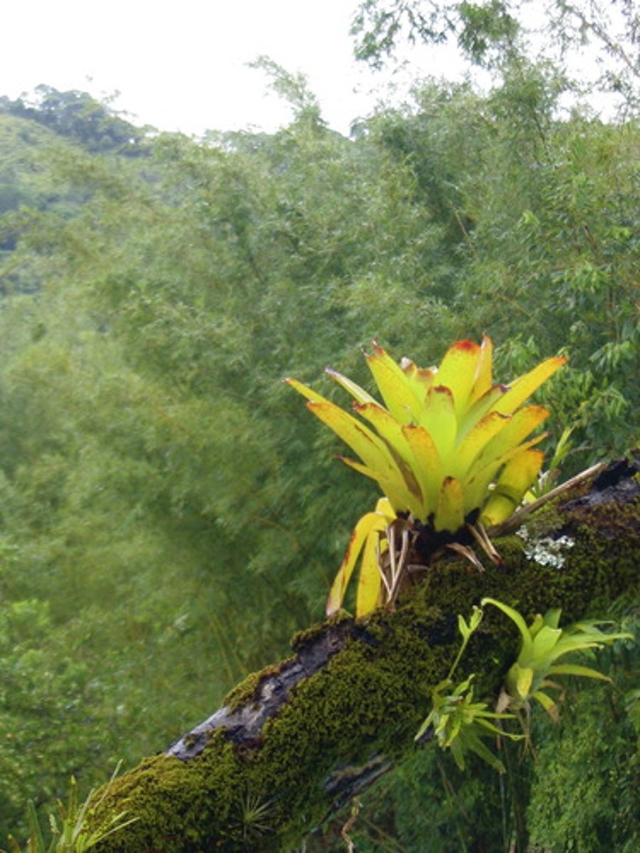 <p>a symbiotic relationship where one organism benefits and the other is unaffected</p>
