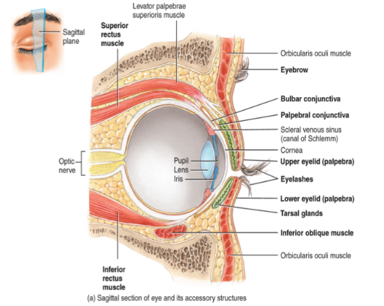 <ul><li><p>Consists of the sclera (white of the eye), the cornea (transparent portion of the eye)</p><ul><li><p>Both are avascular connective tissue</p></li></ul></li><li><p>Also consists of the <strong>conjunctiva</strong> which covers the anterior surface of the sclera</p><ul><li><p>A vascular mucous membrane</p></li><li><p>Dilation of blood vessels in this layer results in blood shot eyes</p></li></ul></li></ul><p></p>