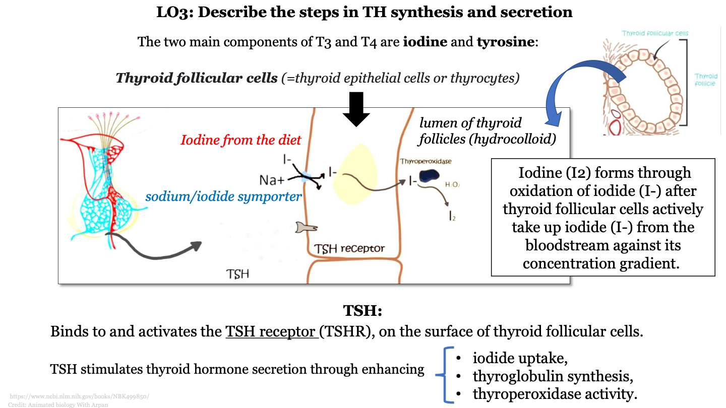 iodine and tyrosine 