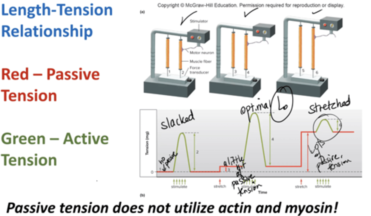 <p>tension applied to load when a muscle is stretched but not stimulated</p><p>does not utilize actin and myosin</p><p>governed by Titin</p><p>ie stretch</p>