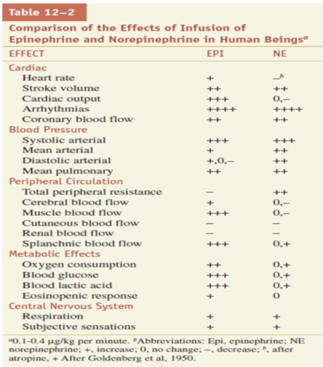 <p>NE is a little more potent for BP</p>