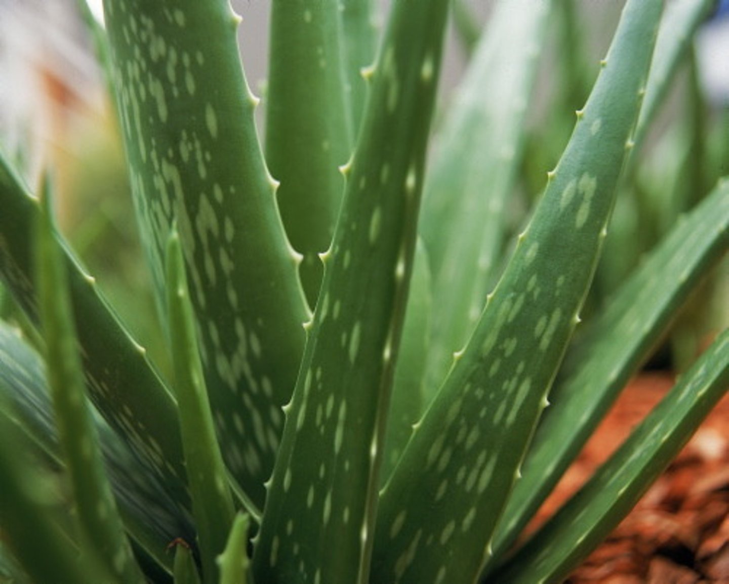 <p>la planta</p>