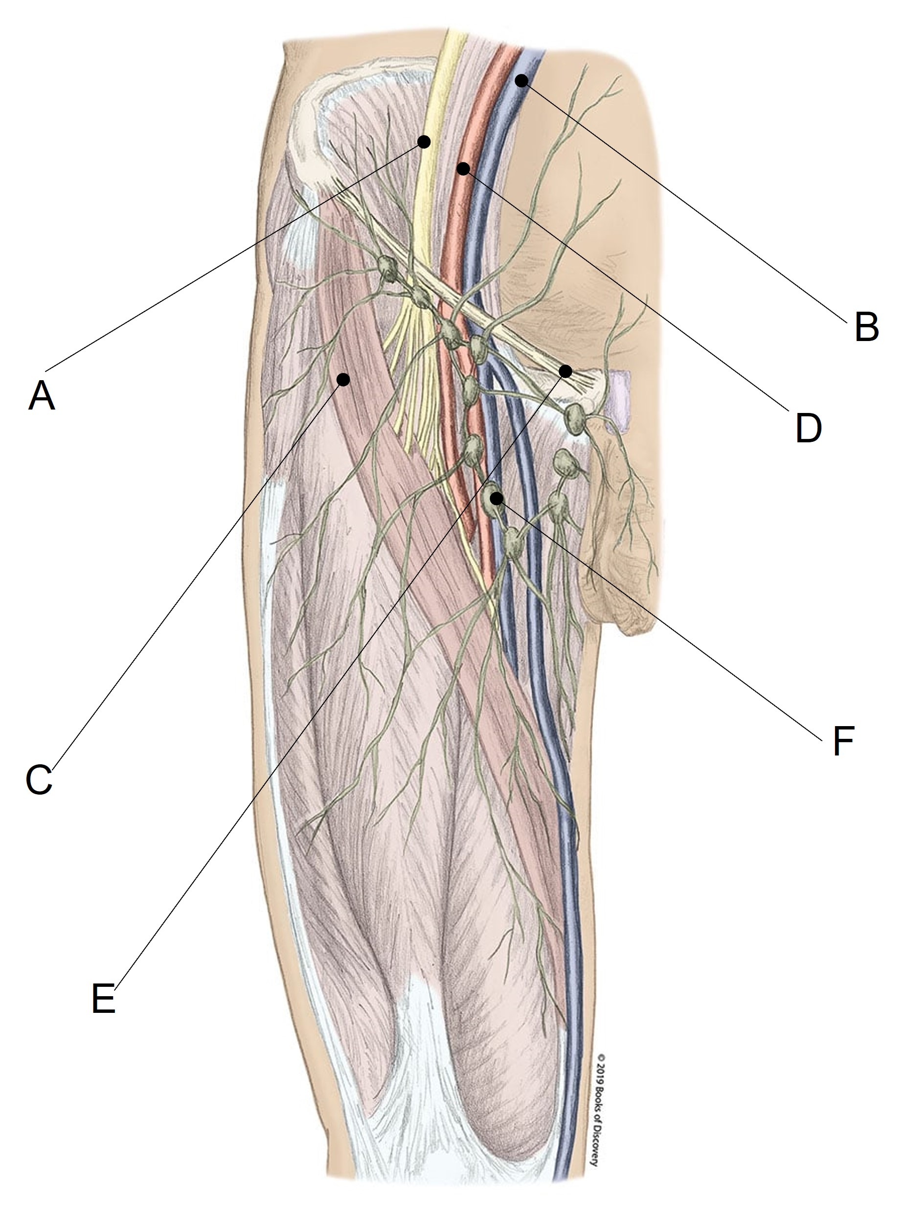 <p>Label the diagram below using the matching system provided. What is A?<br>A) <span><span>Sartorius</span></span></p><p><span><span>B) Inguinal ligament</span></span></p><p><span><span>C) Lymph node</span></span><br><span><span>D) Femoral nerve</span></span><br><span><span>E) Femoral artery</span></span><br><span><span>F) Femoral vein</span></span></p>