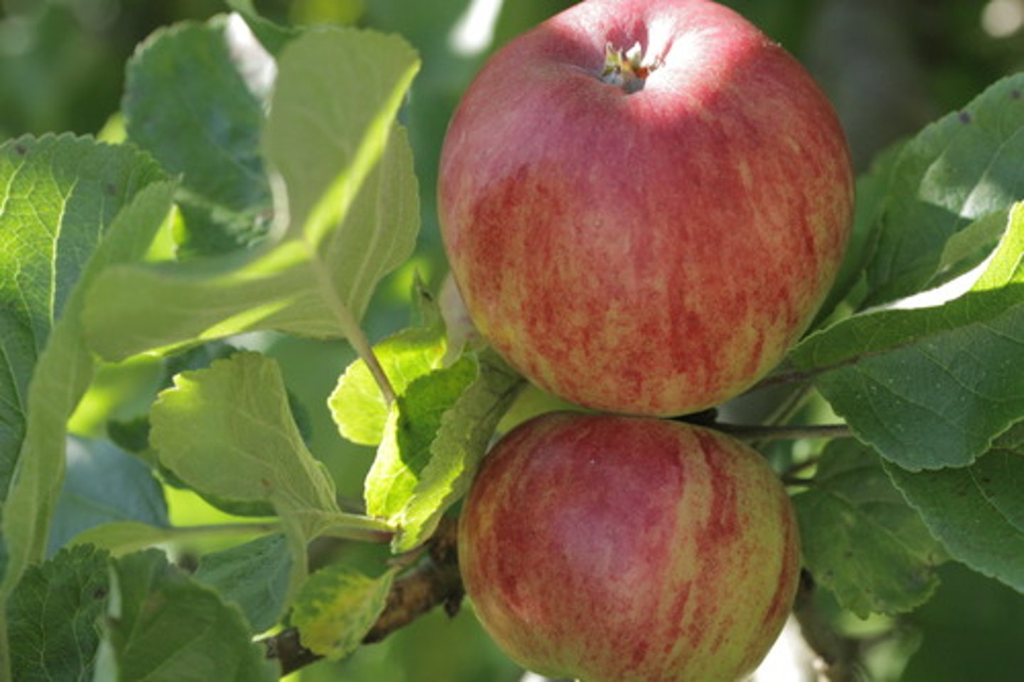 <p>manzana</p>