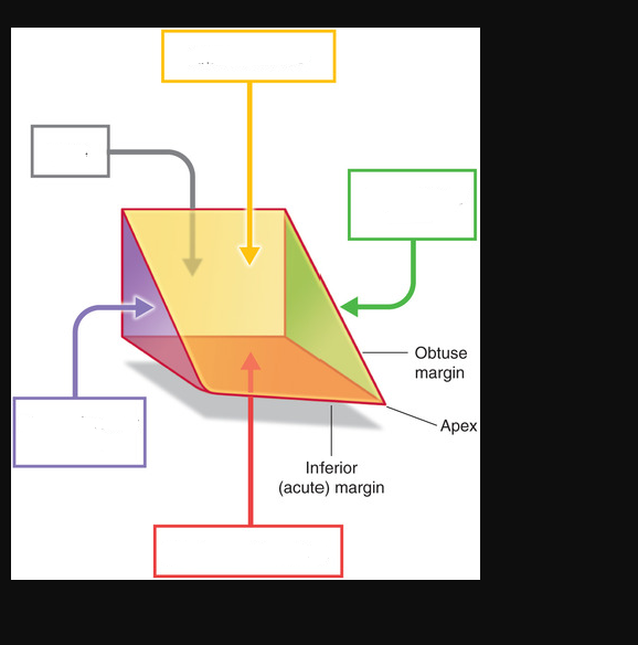 <p>label the surfaces of the heart</p>