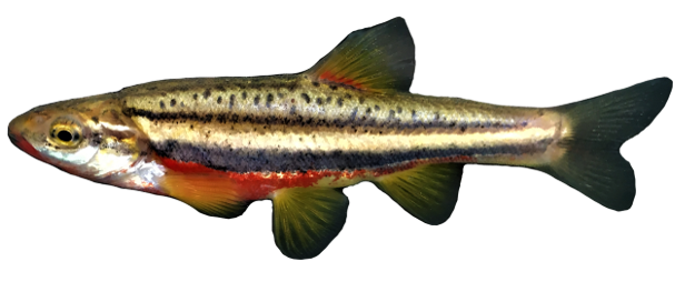 <p>Leuciscidae;</p><p><span>Southern Redbelly Dace;</span></p><p><span>Chrosomus erythrogaster</span></p>