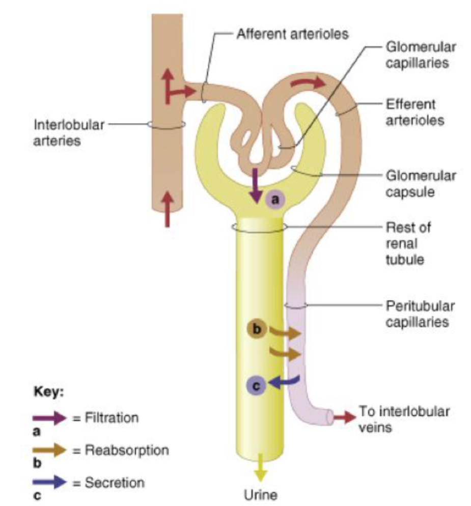 <p><strong>A:</strong> Corpuscle, PCT, Loop of Henle, DCT, Collecting duct.</p>