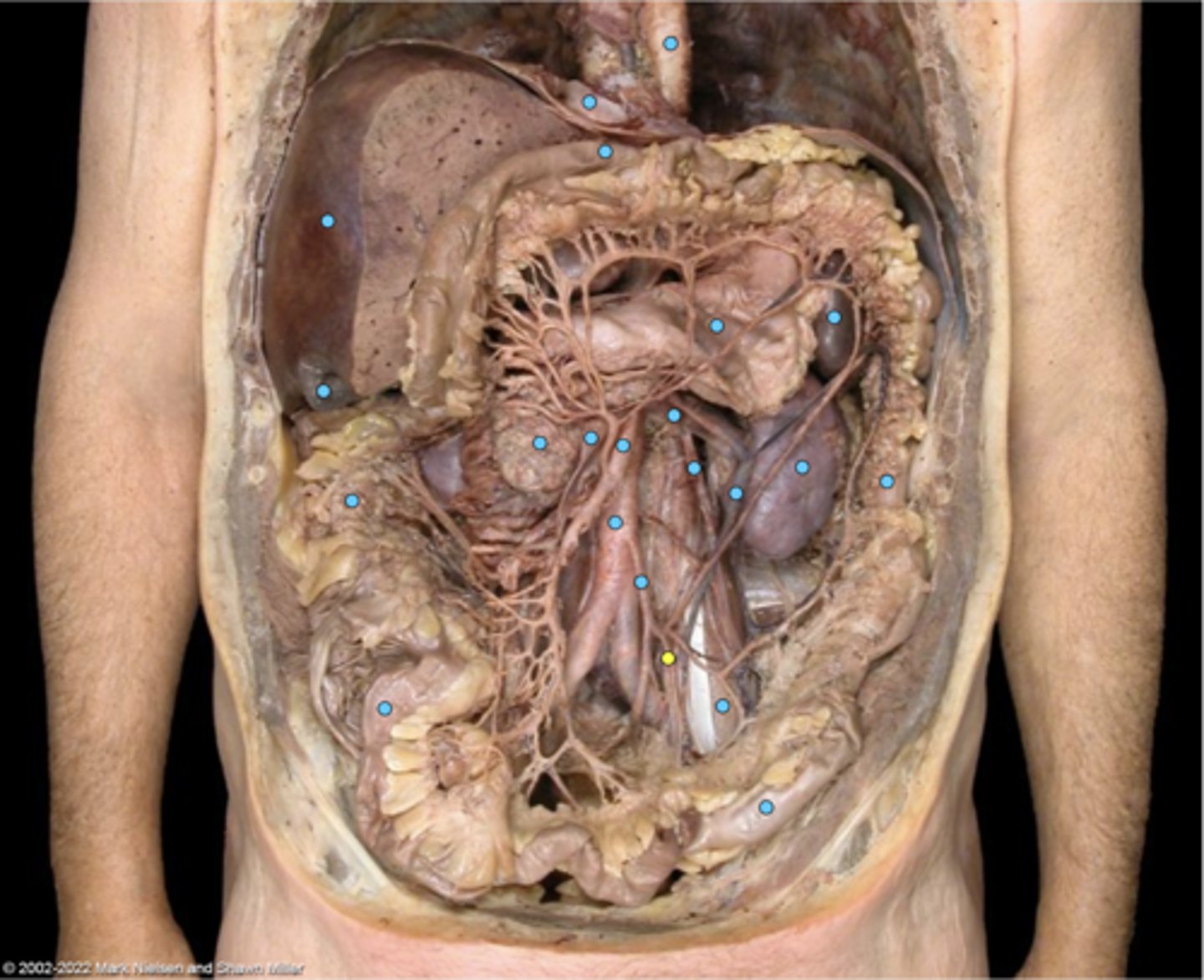 knowt flashcard image