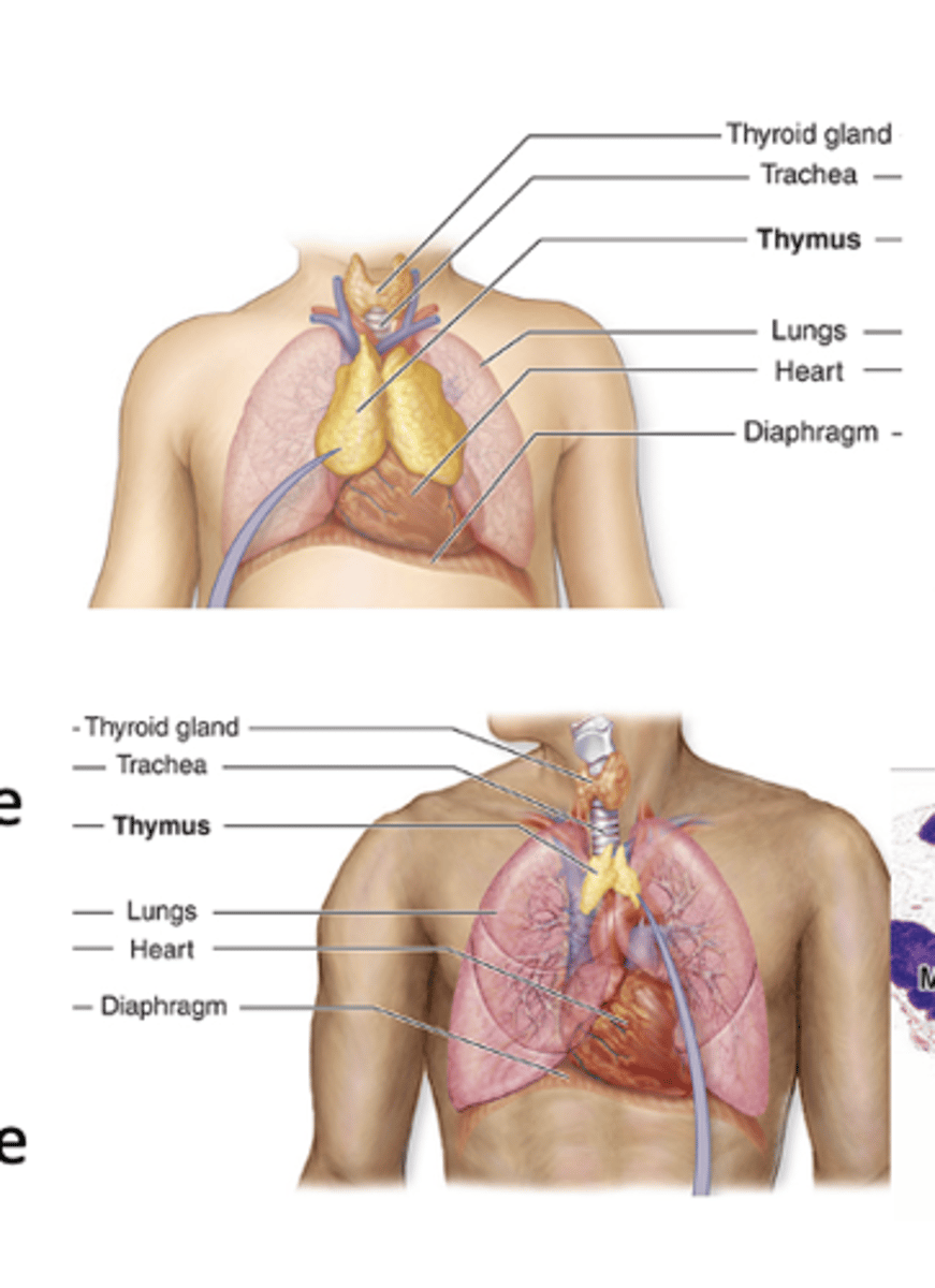 <p>Which cells invade the thymus during development?</p>