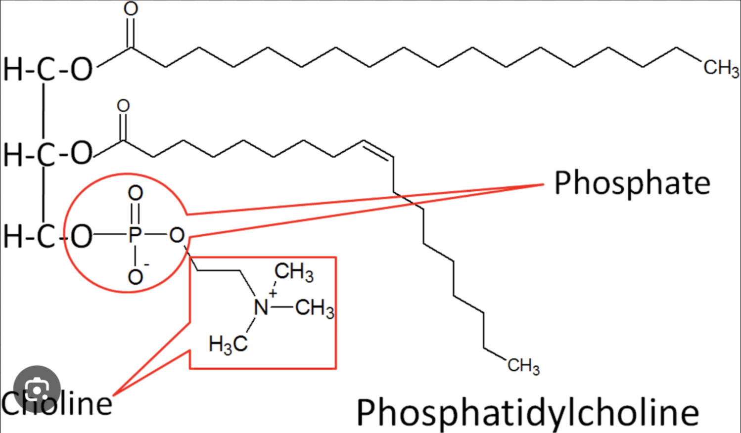 <p>Similar to fats, but only have two fatty acids; the third -OH of glycerol is joined to a phosphate-containing molecule</p>