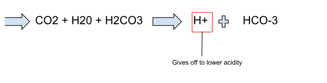 <ul><li><p>oxygen (hemoglobin) and carbon dioxide (bicarbonate/carbonic acid)</p></li><li><p><strong><span><br></span></strong><span>The bicarbonate ion pulls the H+ ion out of the hemoglobin in the red blood cells, allowing it to bind with oxygen from the inhaled air in the lungs. The oxygen will then be carried by the hemoglobin back to the body's cells to be used in cellular respiration.</span></p></li></ul>