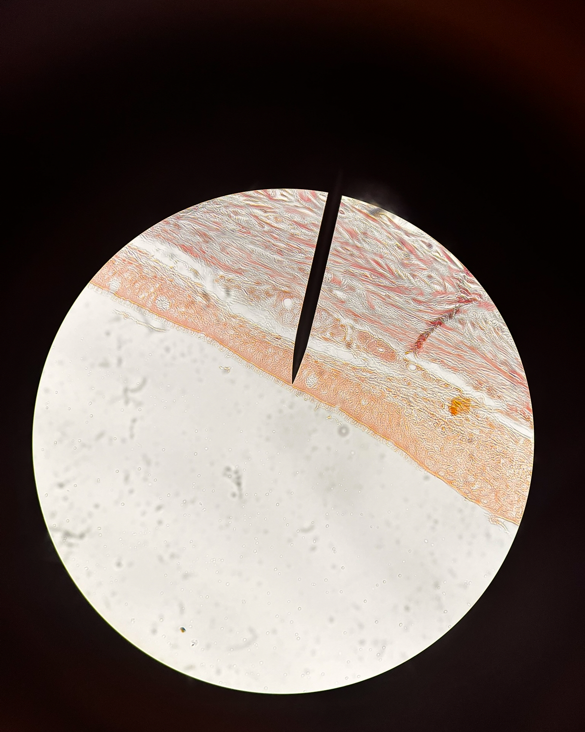 <p><span>Name the structure at the tip of the pointer.</span></p><p><span>Name the organ.</span></p><p><span>What is found in the lumen of this organ?</span></p><p></p>